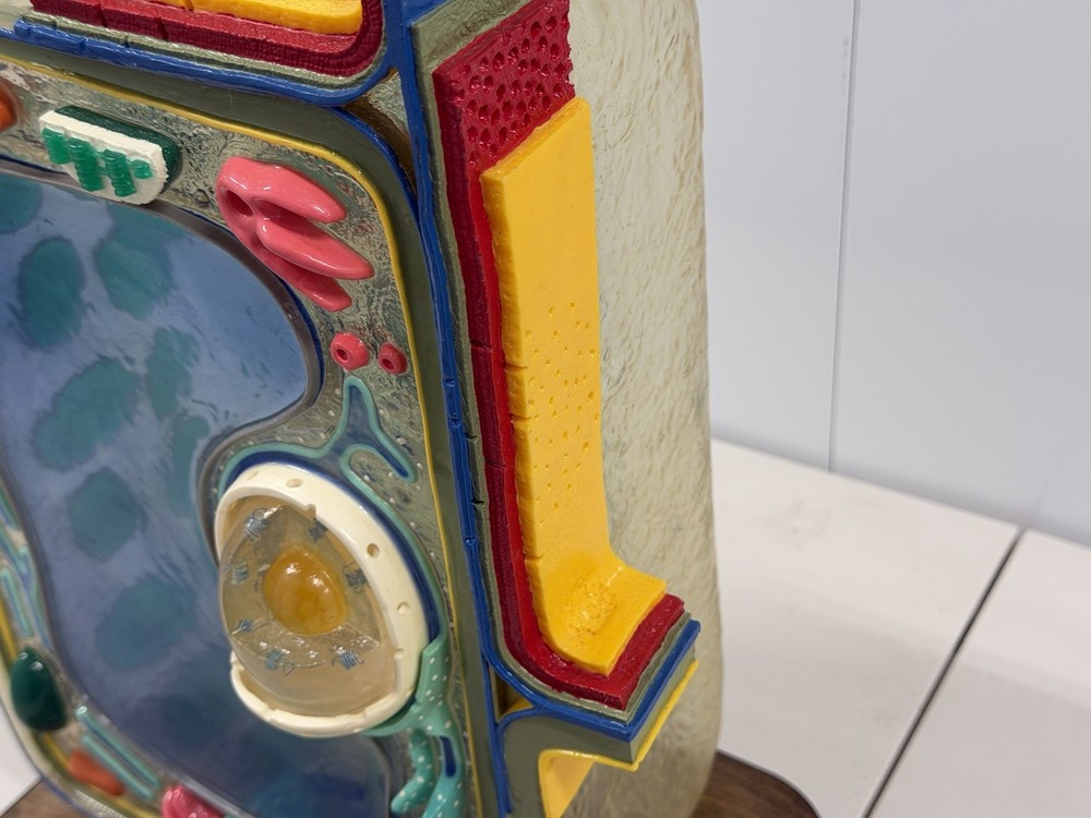 STACO Deluxe Plant Cell Model