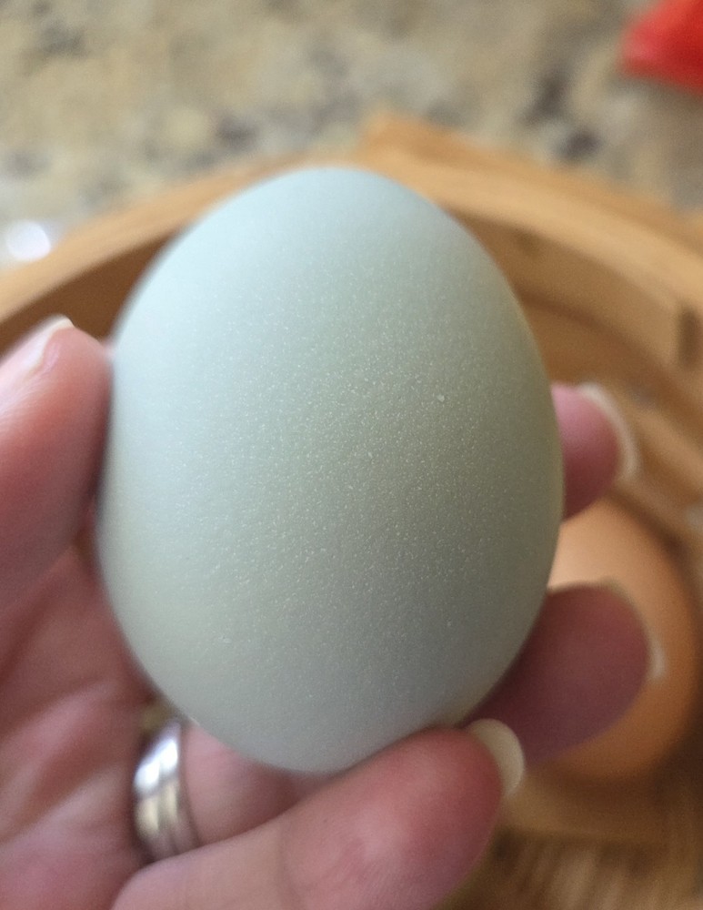 One Dozen Blue & Mint Hatching Eggs! Fresh & Fertile!
