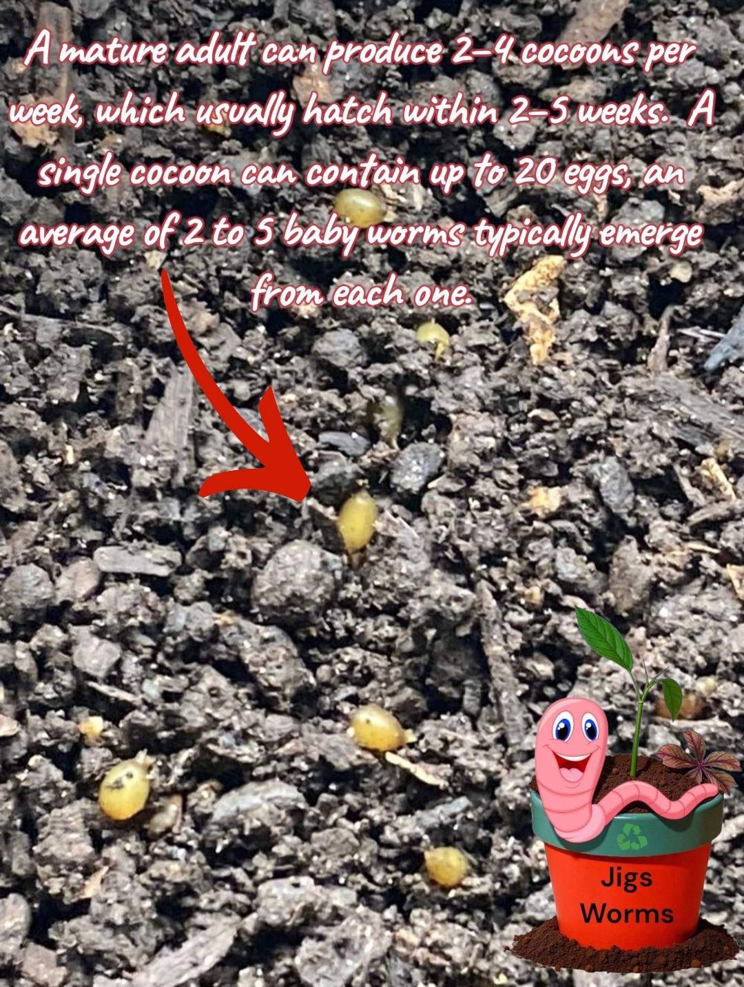 (JIGS) Live #1 Red Wigglers Composting Worm Mix, FREE SHIPPING! No Manure!