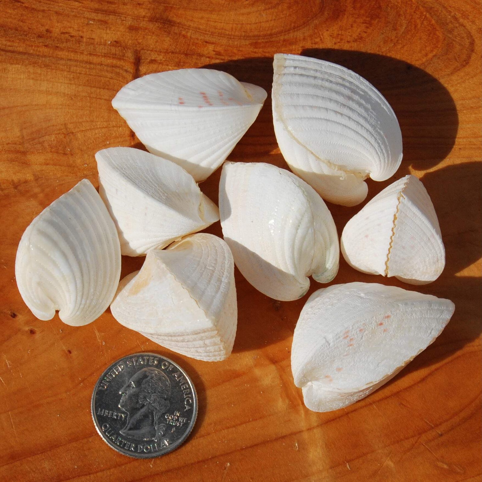 6pc White Cardium fragnum Small Heart Shaped Cockleshell Pairs