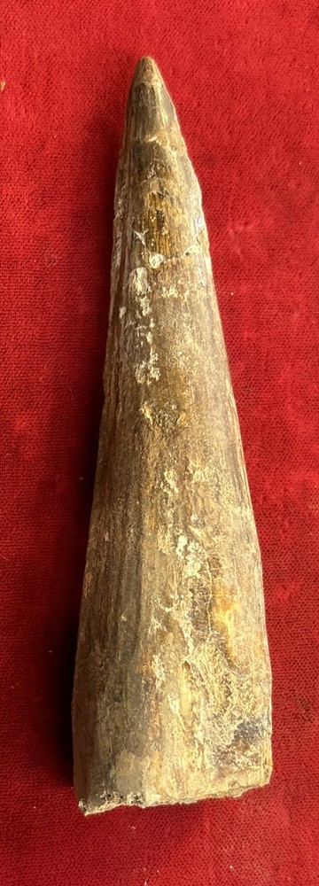 Authentic 4 1/2” Spinosaurus Tooth Fossil
