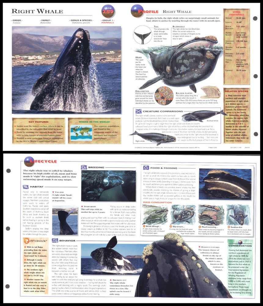 Fold-Out Sheet - Right Whale - 289