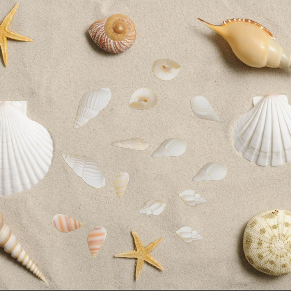 Approx 700Pcs Small White Clam Cay Seashells Natural Tiny Sea Shell Mini Spir...