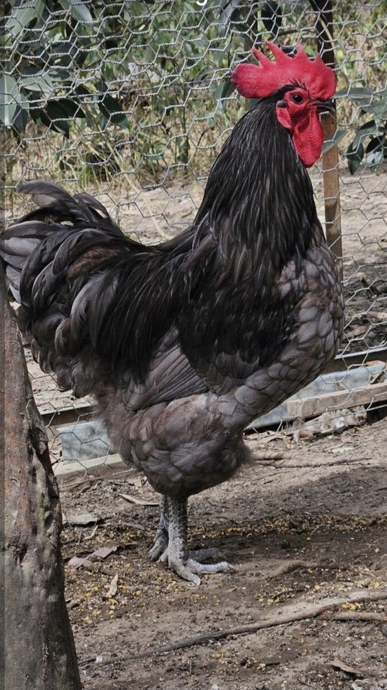 6pack Rare BBS AUSTRALORP chicken hatching eggs