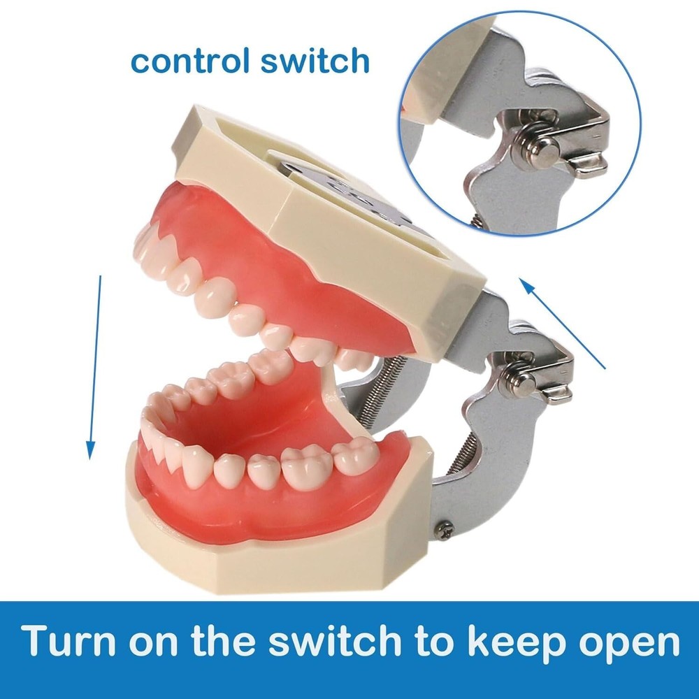 Typodont Teeth Model Detachable Removable 28pcs Screw-in Teeth Model
