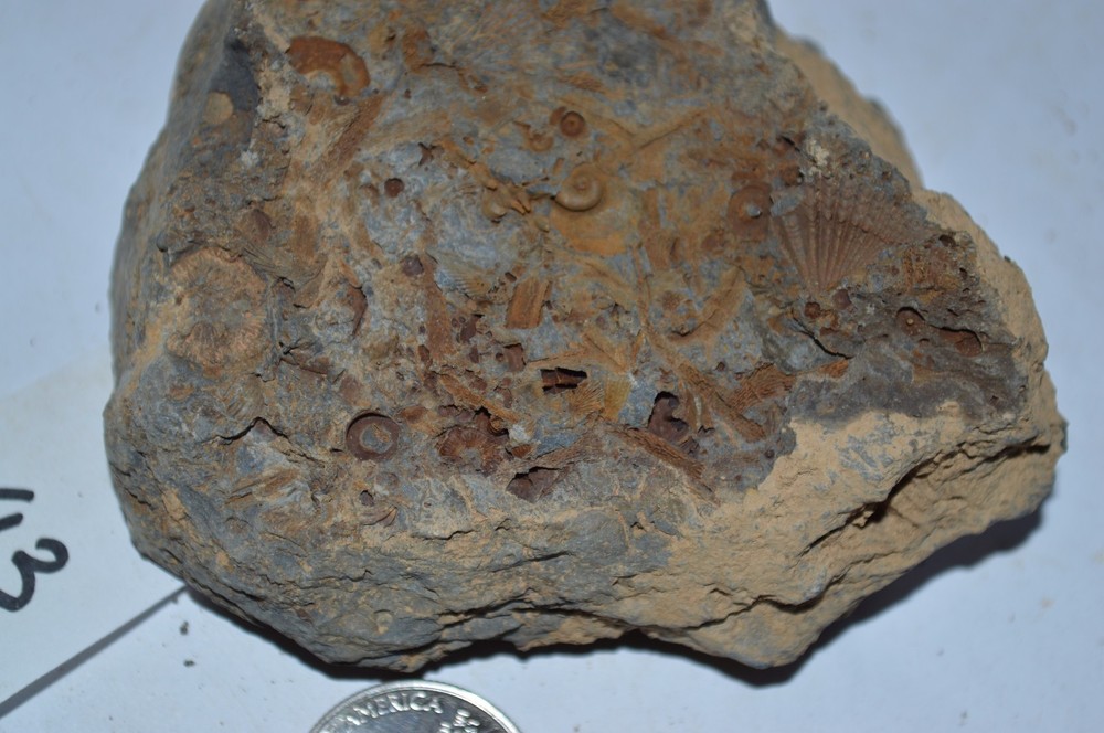 FOSSIL WITH BRACHIOPODS PRINTS ( 43, 22F)