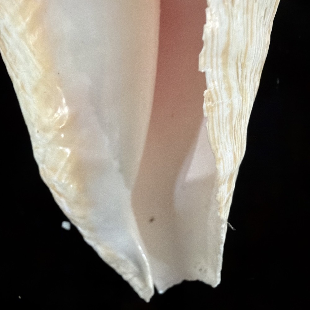 Queen Conch Shell 176.6mm No Collection Data (A666)