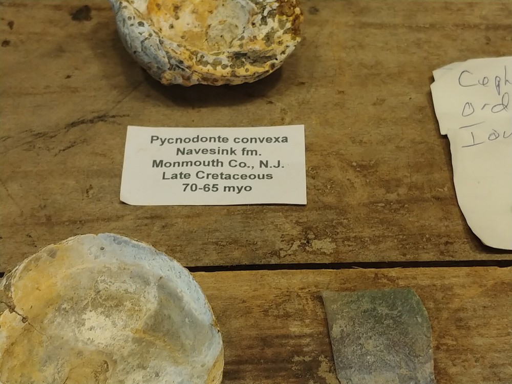 Fossil Lot 24 Total Pieces