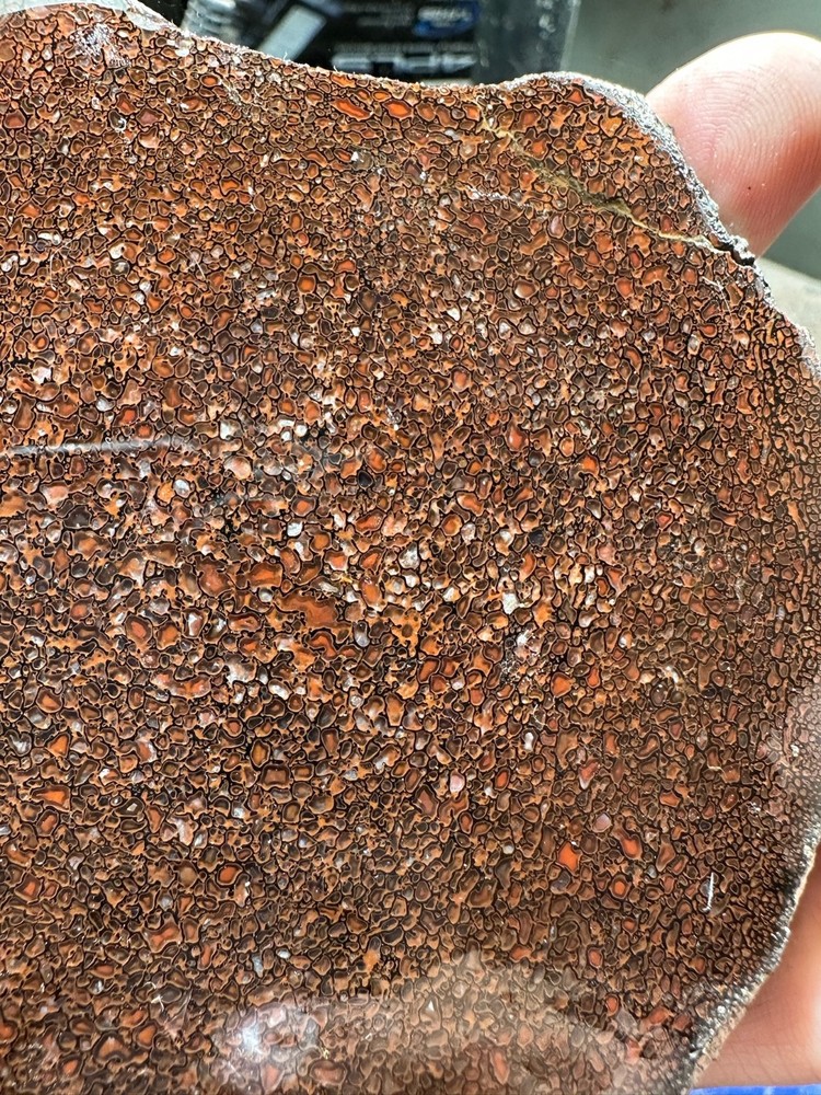 Dinosaur bone rough **hxtled slab.