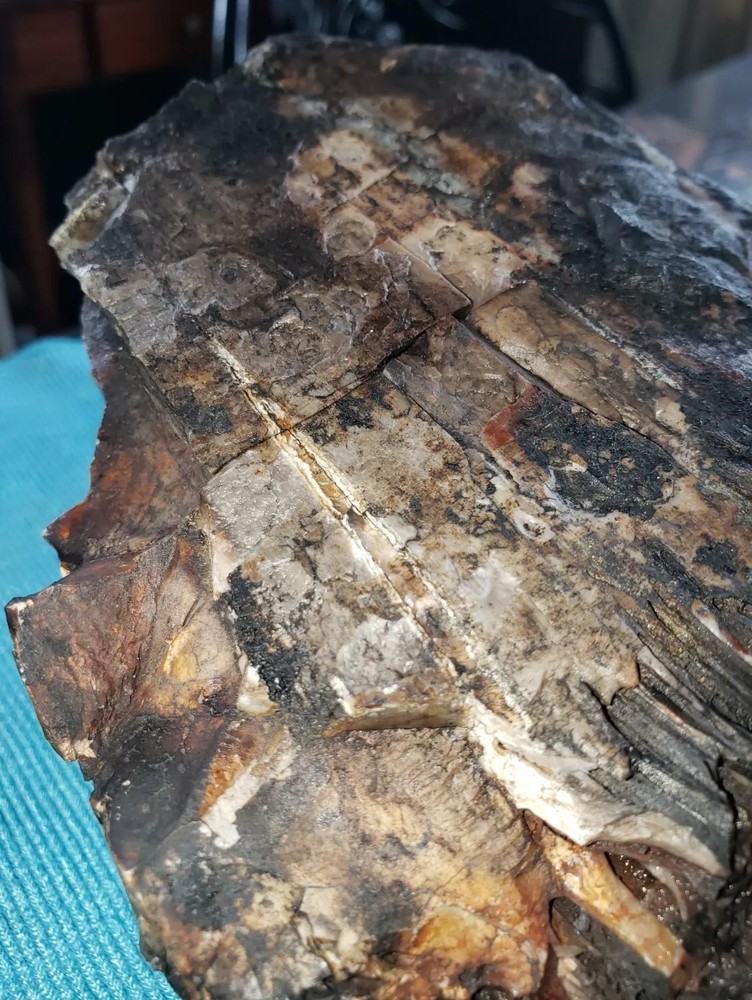 Agatized Opalized Petrified Oregon Fire-scorched Driftwood