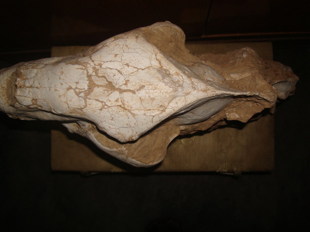 Original Saber-Toothed skull with bones