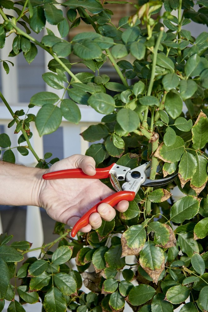 Tools Bypass Pruner – Forged Steel 1″ Capacity Hand Pruning Garden Shears wit...