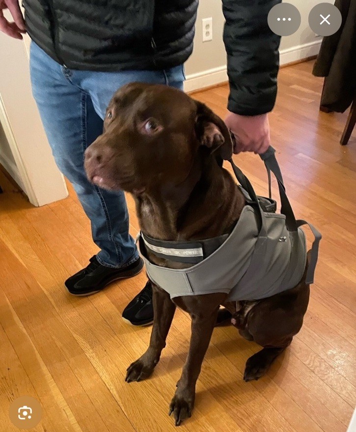 Dog Lift Support Harness Sling Large 50-75 LBS Orvis Fleece Lined Adj Fit NEW