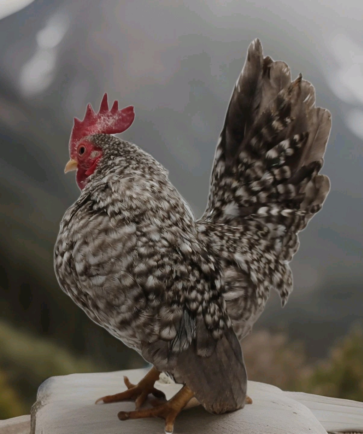 5+ Micro To Size A & B 100% Pure Serama Hatching Eggs Malaysian And Traditional