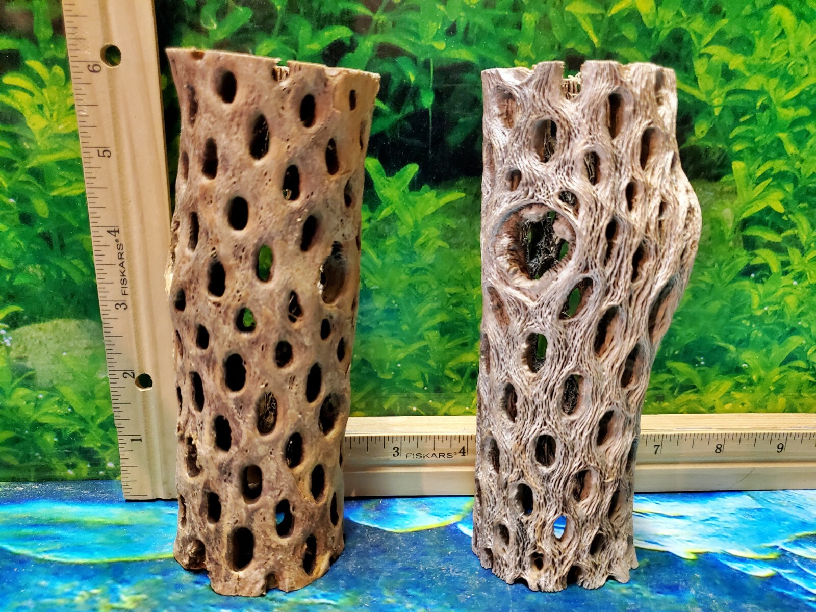 2 pcs of 6" inch TEDDY BEAR CHOLLA Wood Cactus | Aquarium, Terrarium Cave Tunnel