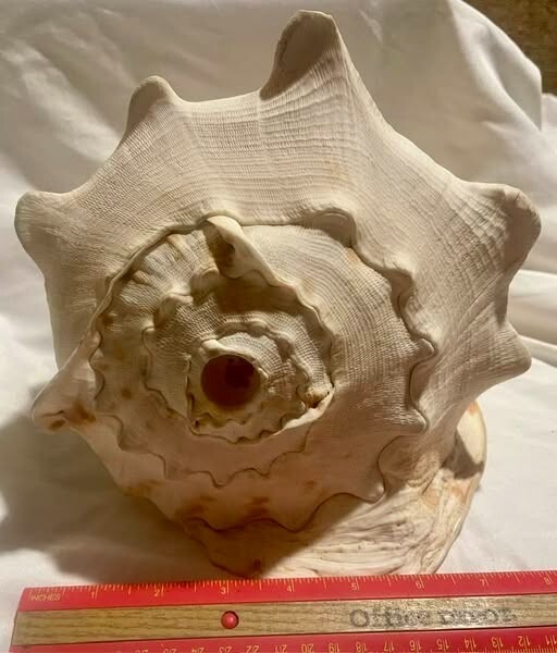 LARGE  Sea Shell 11" x 9" -x 7..5"