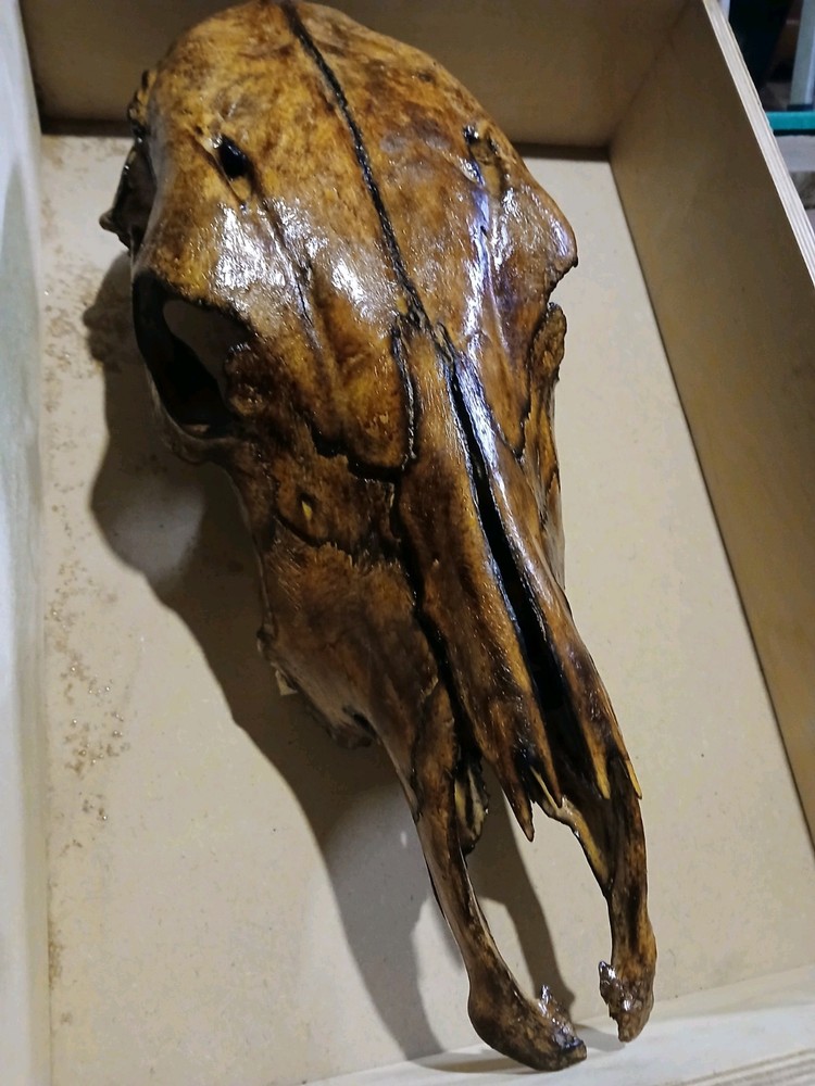 Beautiful Hand Torched Cow Skull