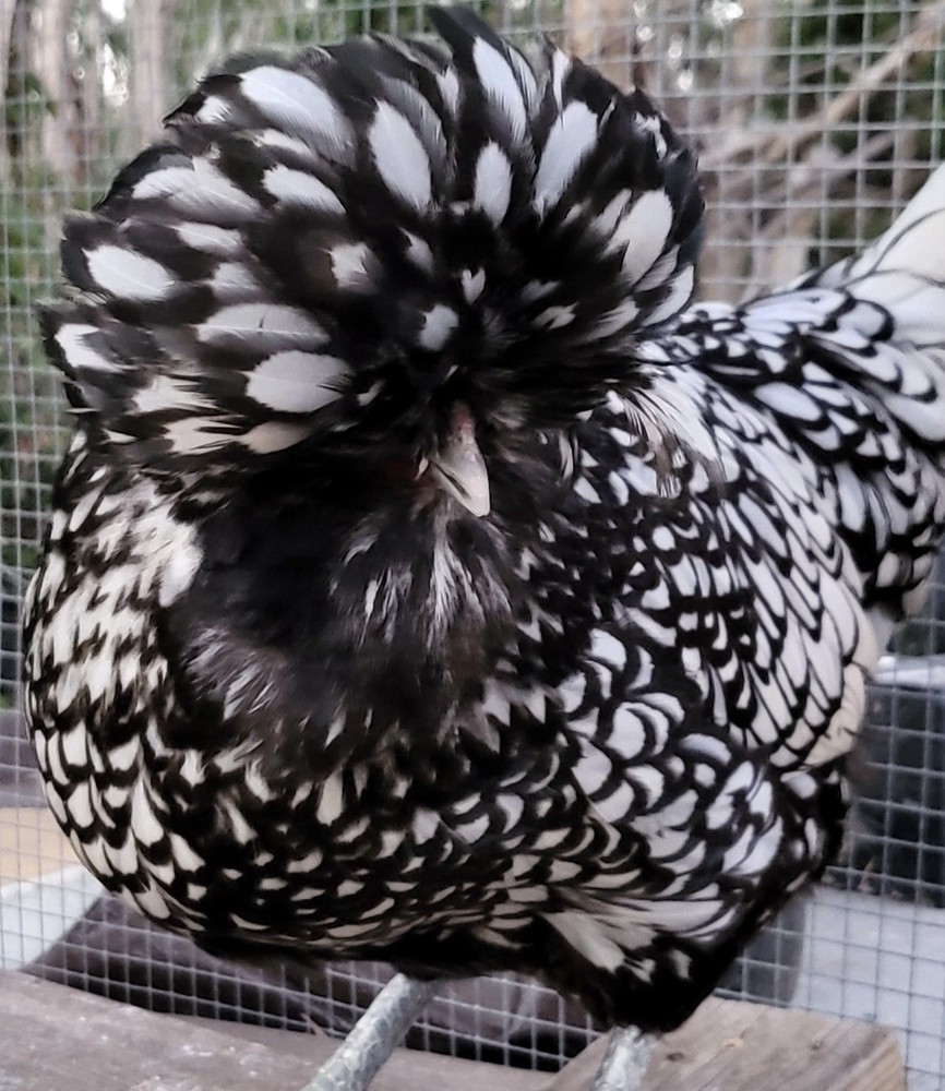 12 —TOTAL -pure silver Laced Polish Eggs