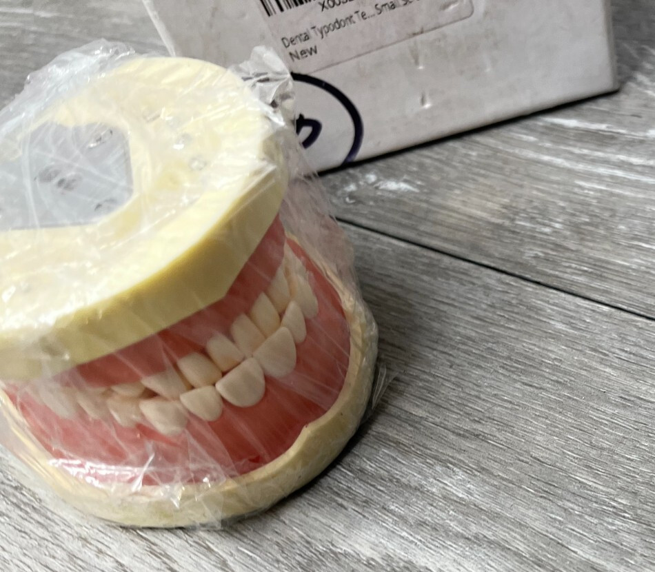 Dental Typodont Teeth Model Suitable for Teaching, Practice, Study (Model Only)