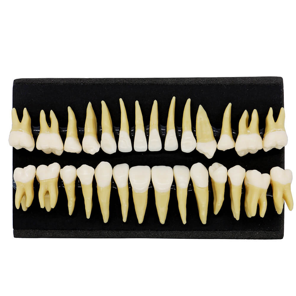 1:1 Dental Demonstration Model with 28 Permanent Teeth for Study Practice #7008