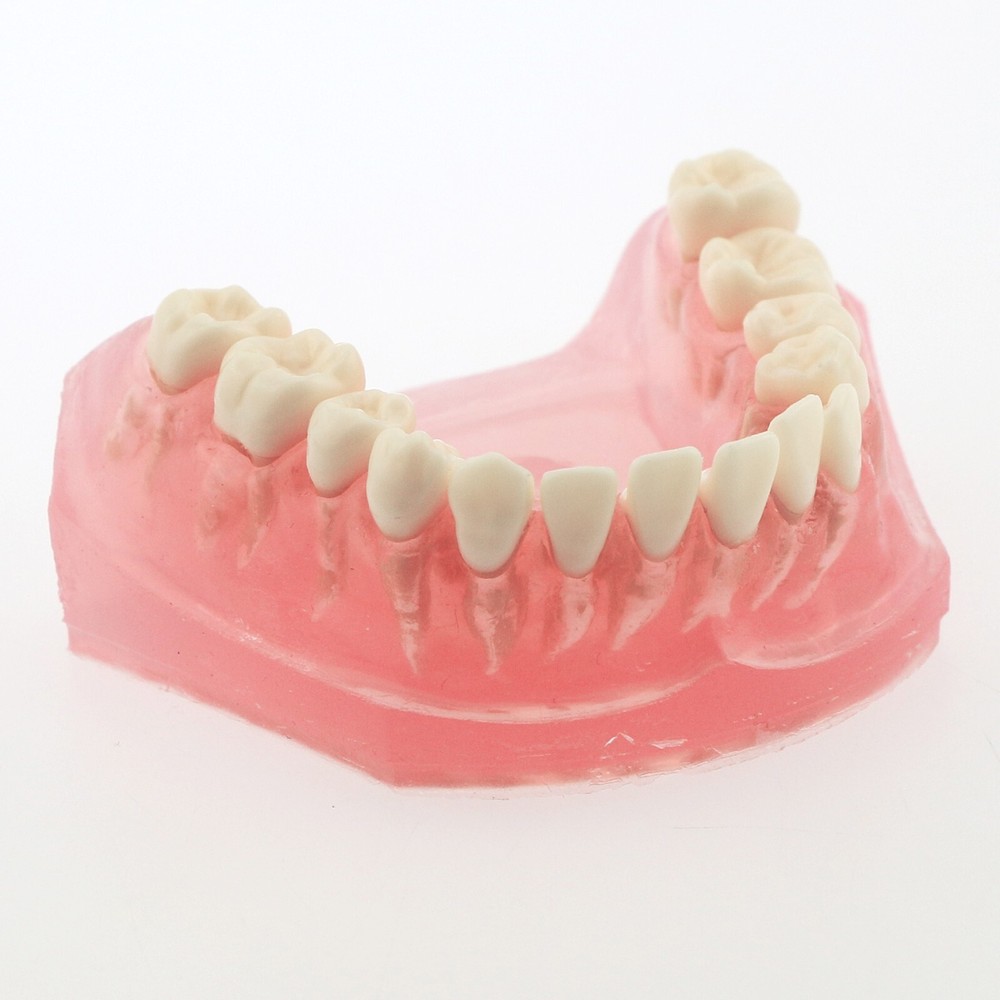 Dental Typodont Demo Soft Gum Gingiva 28Pcs Teeth Model Study Removable Training