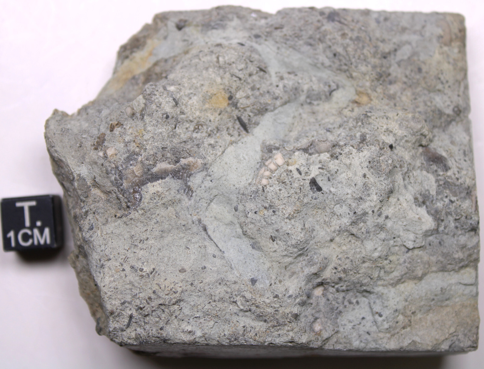 Rare Cyclocystoid Fossil Weird Echinoderm Ordovician Indiana Whitewater Fm