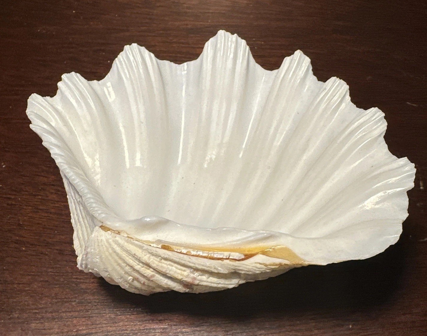 Large Decorative White Fluted Clam Shell 7 X 5.5 x 2