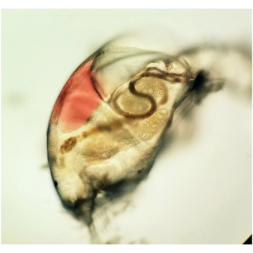 Microscope Eyepiece Camera Adapter for Smartphone/iPhone + 60X Plan Objective