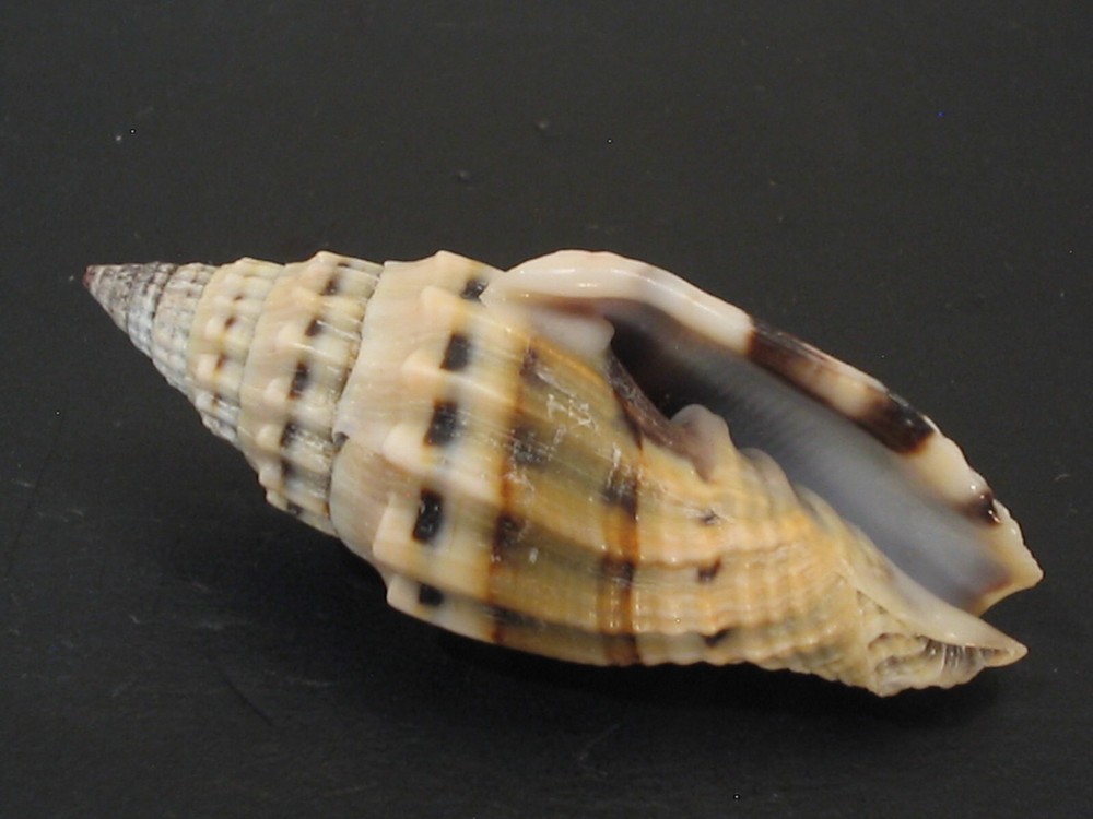 Amazing Pattern...VEXILLUM PLICARIUM~46.8mm~Philippines SEASHELL