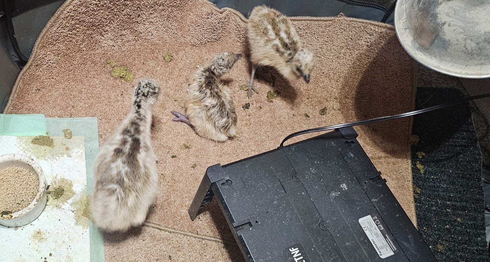 1 EMU Hatching Eggs - Blonde/White/Normal Breeding MOB!