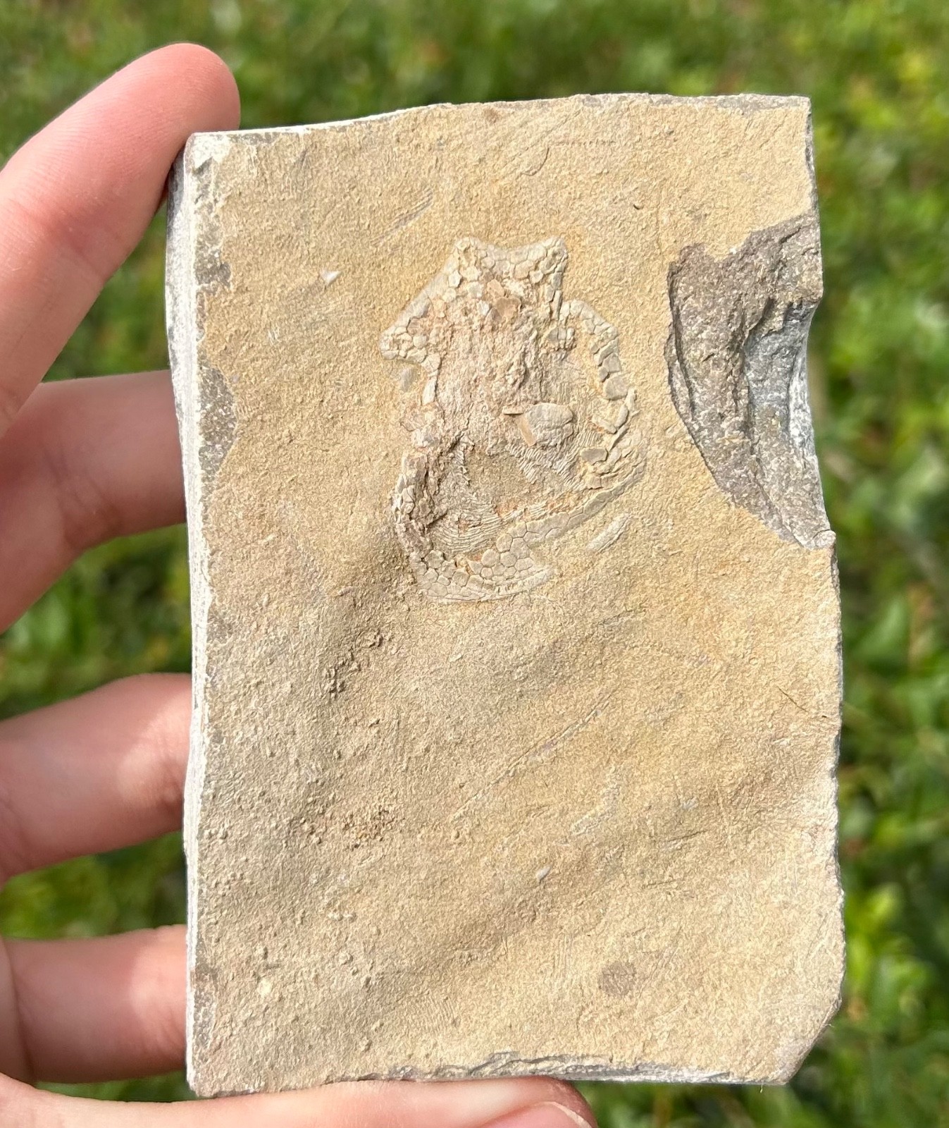 Alabama Fossil Edrioasteroid Hypsiclavus huntsvillensis Bangor Limestone Fm