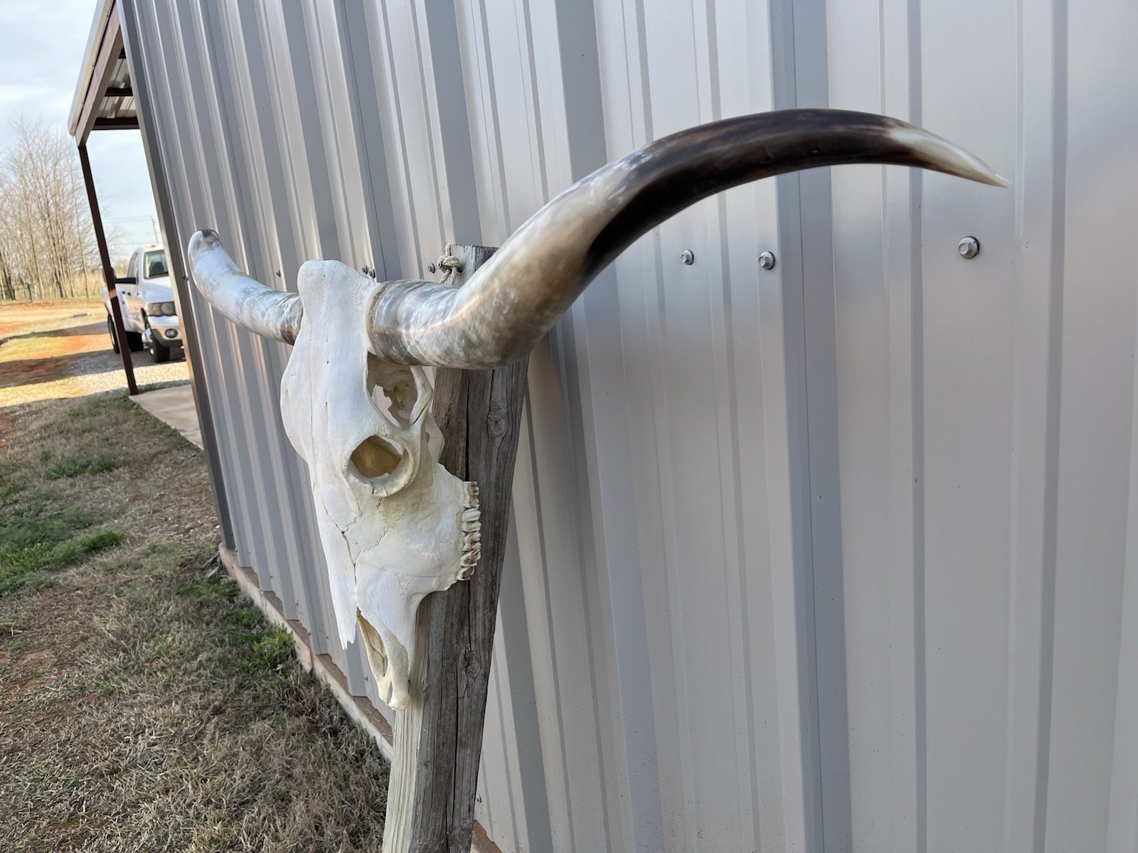 Longhorn STEER SKULL 4 Feet 9 1/2 Inch WIDE Horns BULL HORN MOUNTED COW HEAD