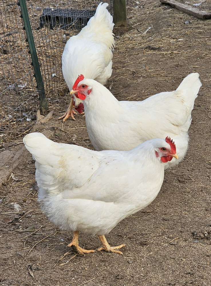 12 Rhode Island White Hatching Eggs