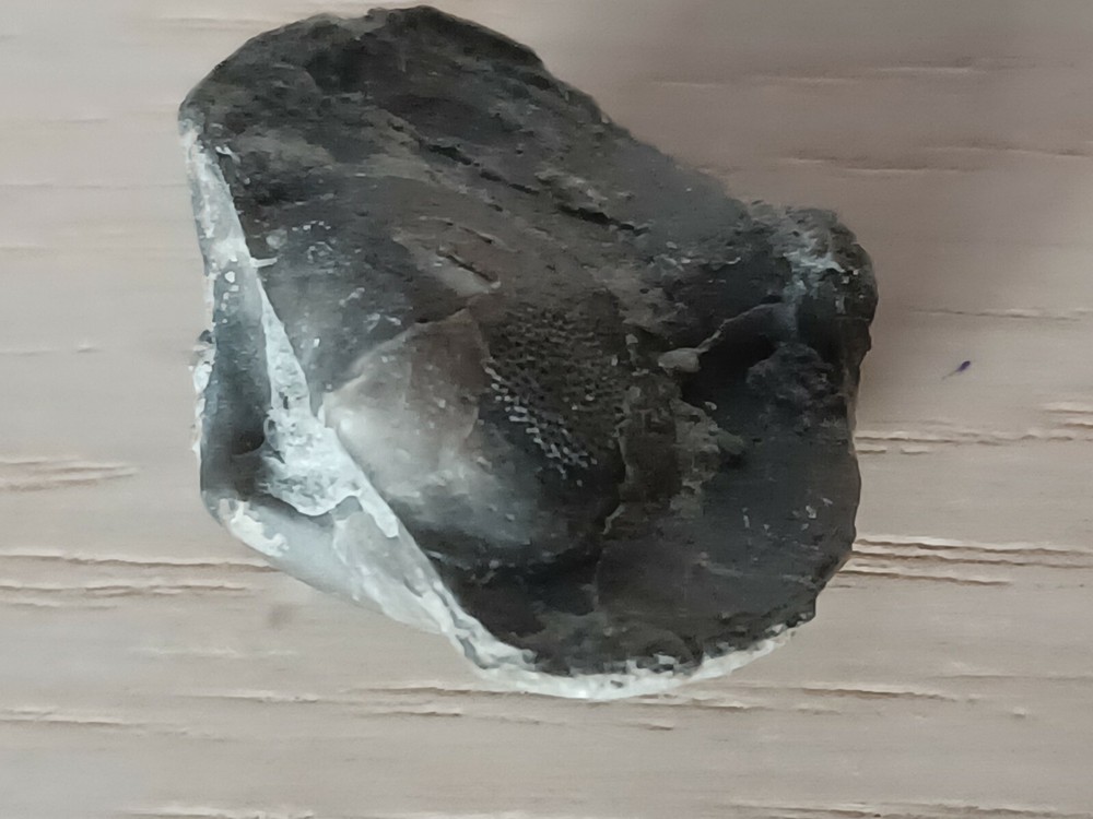 Extremely rare Devonian brachiopod, Eoreticularia Aviceps, Poland, Rocks