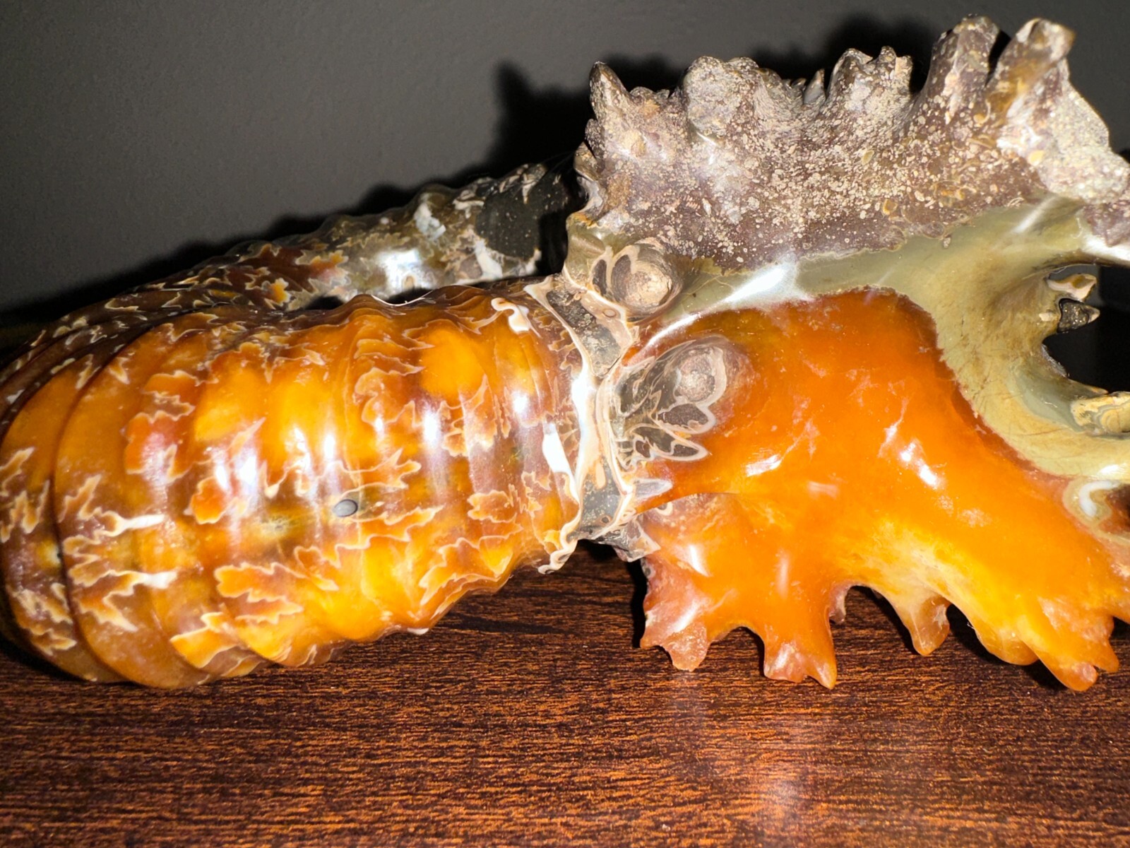 Rare Beautiful "Goat Horn" Ammonite Fossil 3 lb. 5.8 oz. 1526 grams #58