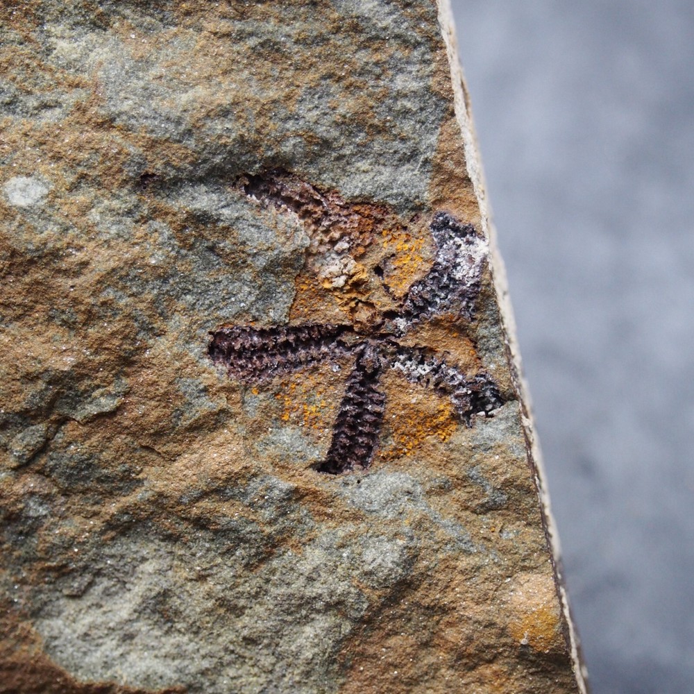 Edrioasteroid Protaster sp. Echinoderms Ordovician Fossil Fossilien