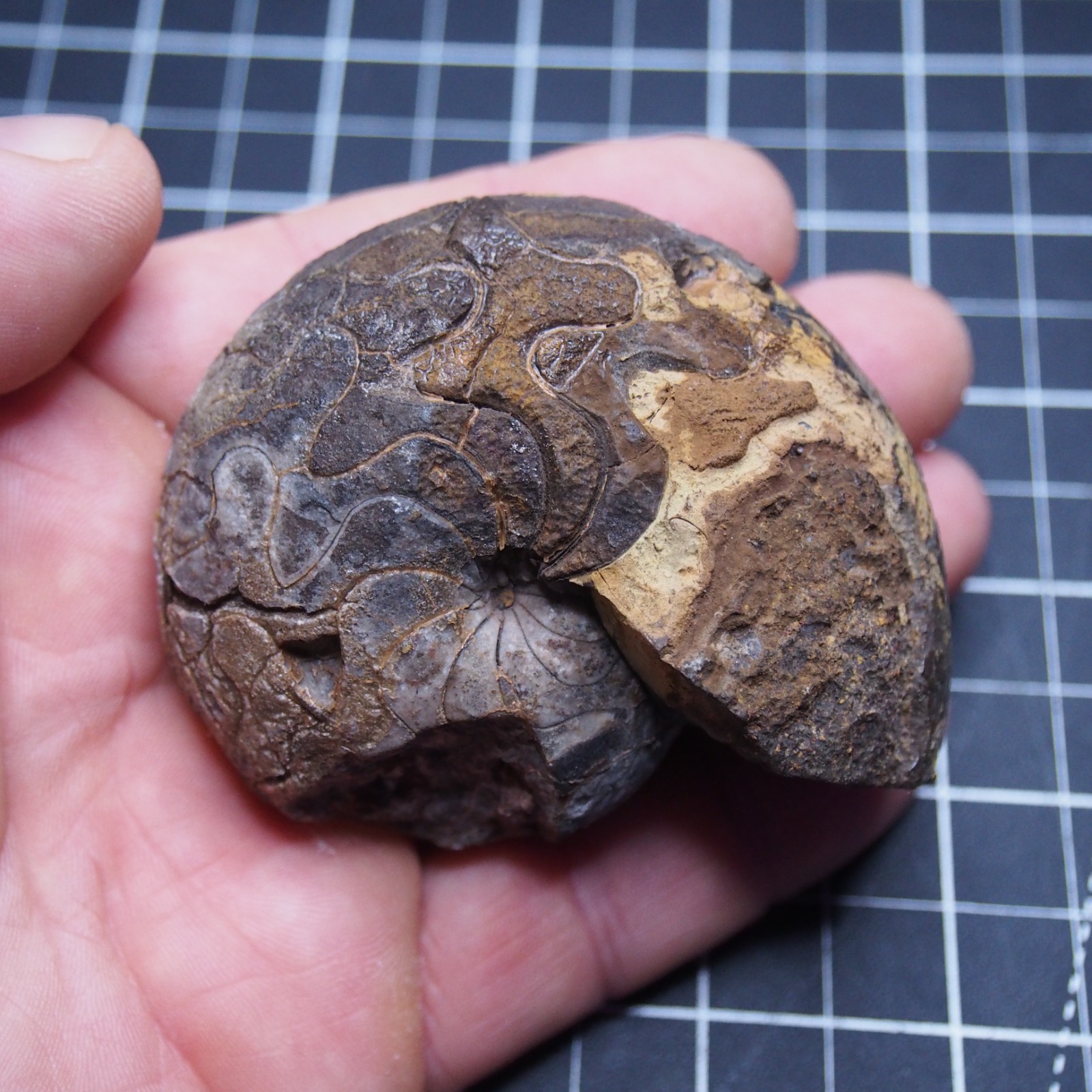 76 mm Goniatite Devonian Fossil Ammonite Morocco 2570