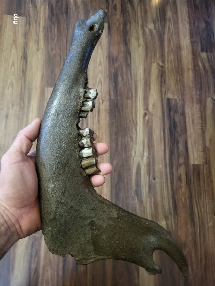 Historic Bison lower jaw bone buffalo