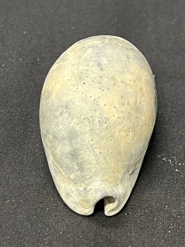 EXTINCT Fossilized COWRIE Shell From Central Florida - Pliocene Era.