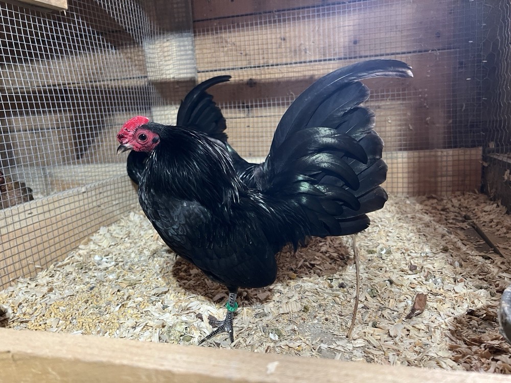 Black OEGB Hatching Eggs 10