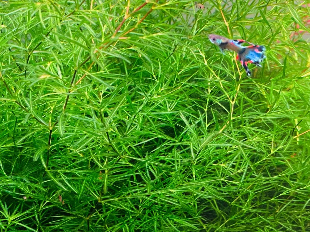GUPPY GRASS.....12 CUPS.....SEE VIDEO!