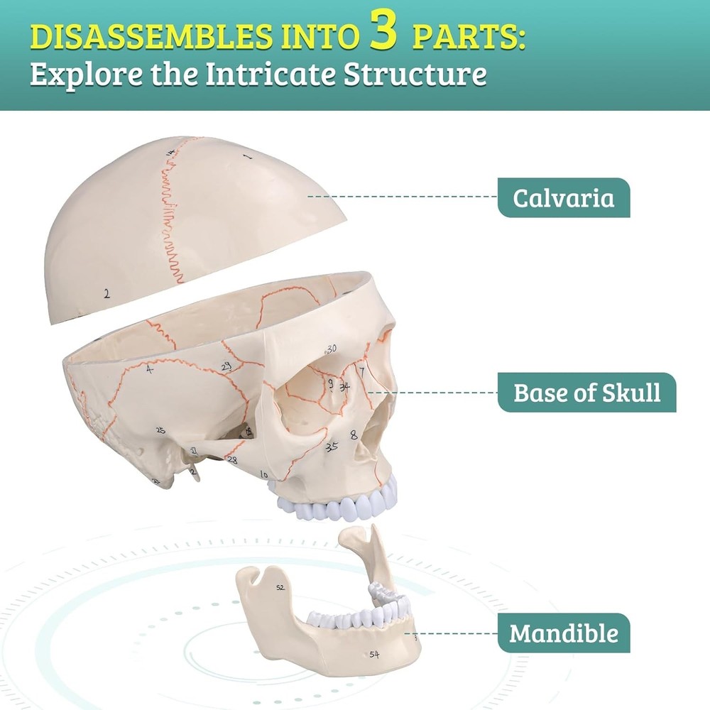Numbered Human Skull Model - Life Size Medical Quality Anatomical Model