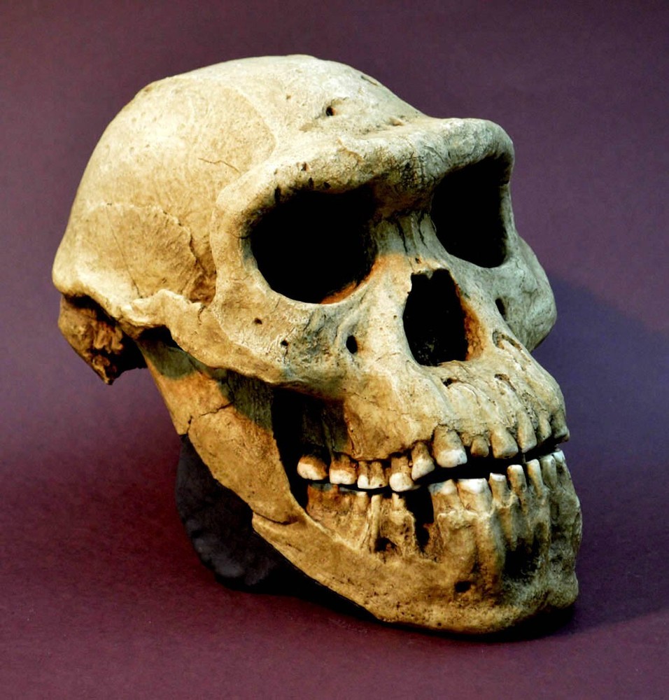 Dmanisi Skull 5 Replica