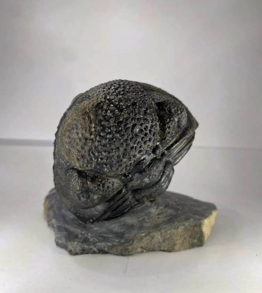 Large Enrolled Drotops megalomanicus Trilobite Fossil Devonian Morocco