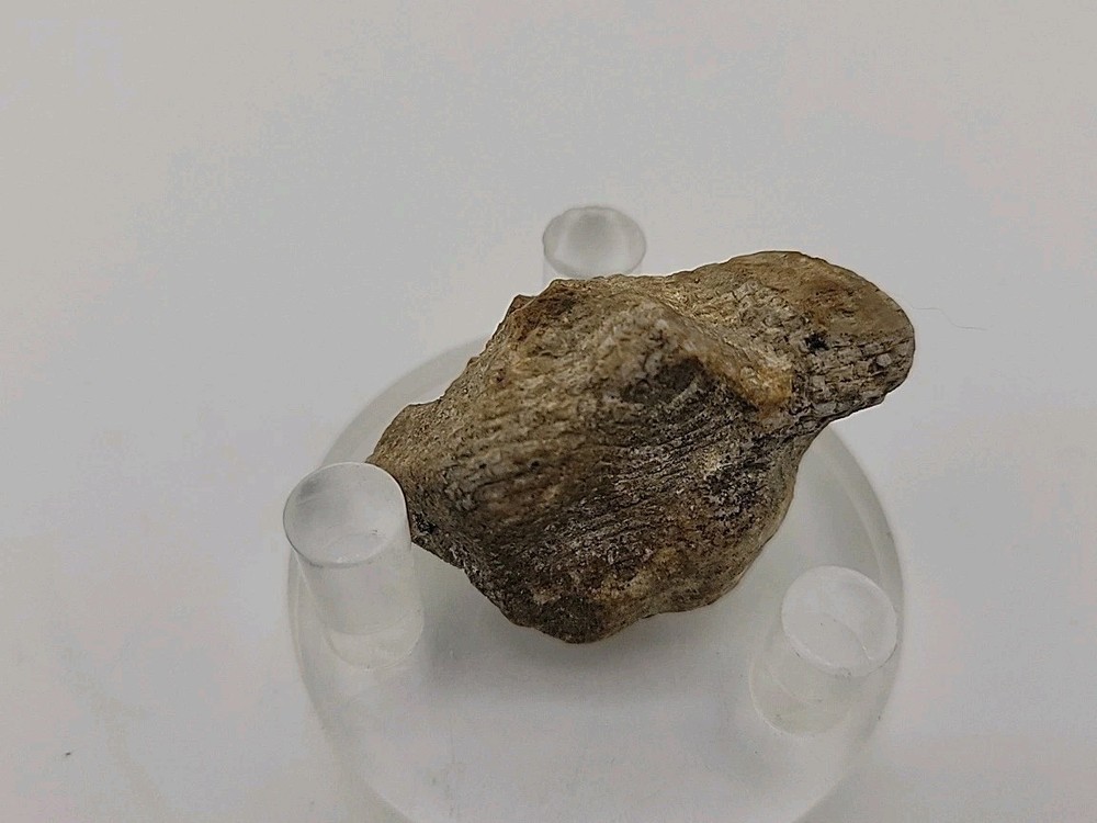 Real Permineralized Lizard 🦎 Egg Fossil