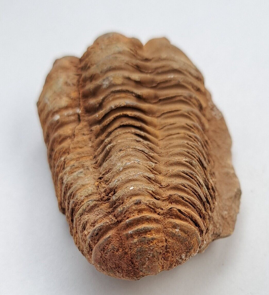 Authentic Ancient Diacalymene Trilobite Fossil