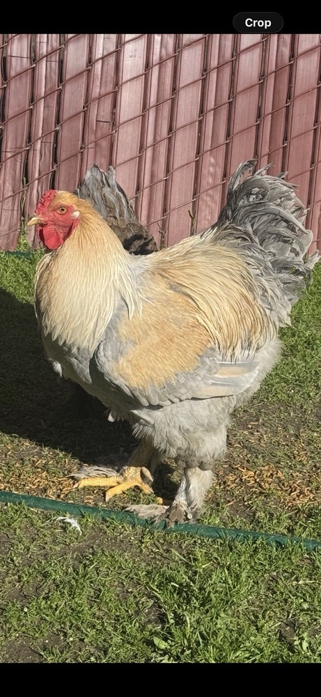 Isabella Brahma Hatching Eggs 6 Eggs