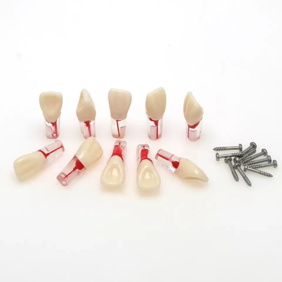 Dental Model #8006 Endo Root Canal Teeth Model Study RCT Practice Typodont