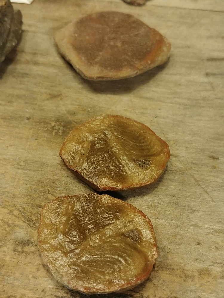 Fossil Lot 34 Total Pieces