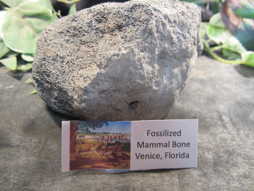 Fossilized Mammal Bone Venice, Florida Monster Piece Display Label